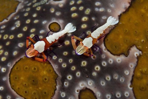 Shimlock, Jones 아티스트의 Indonesia Imperial shrimps on a sea cucumber 작품